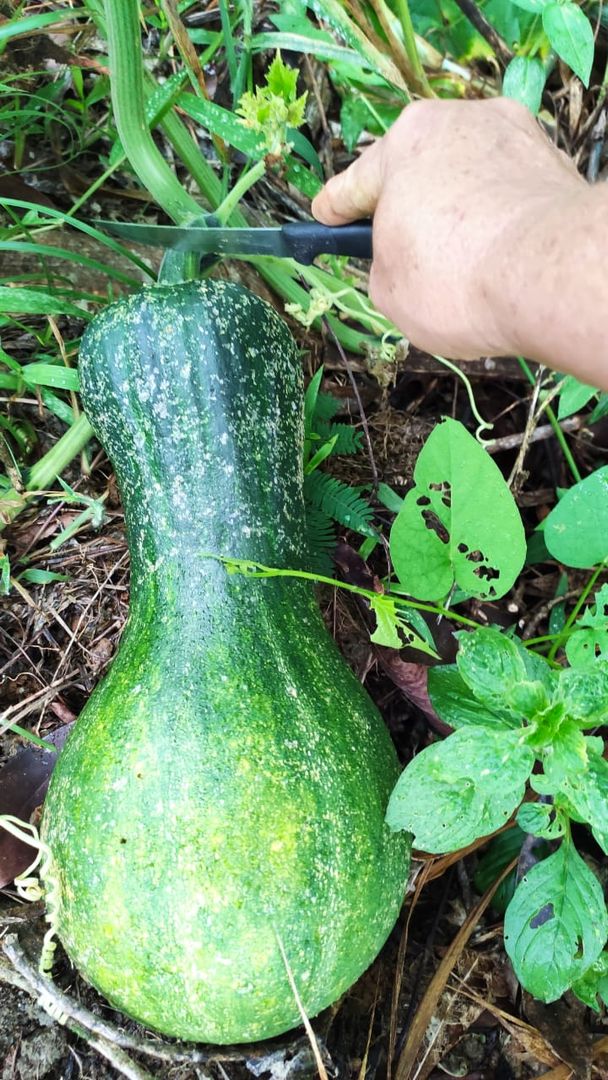 Cómo plantar calabazas Guía paso a paso para cultivar plantas de