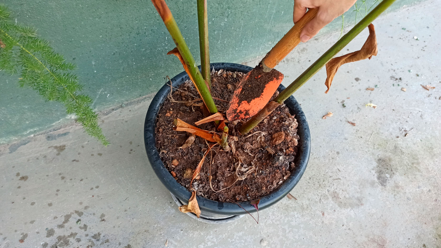 Como Plantar Helicônia em Vaso Helicônia Como Cuidar 8 Etapas homify