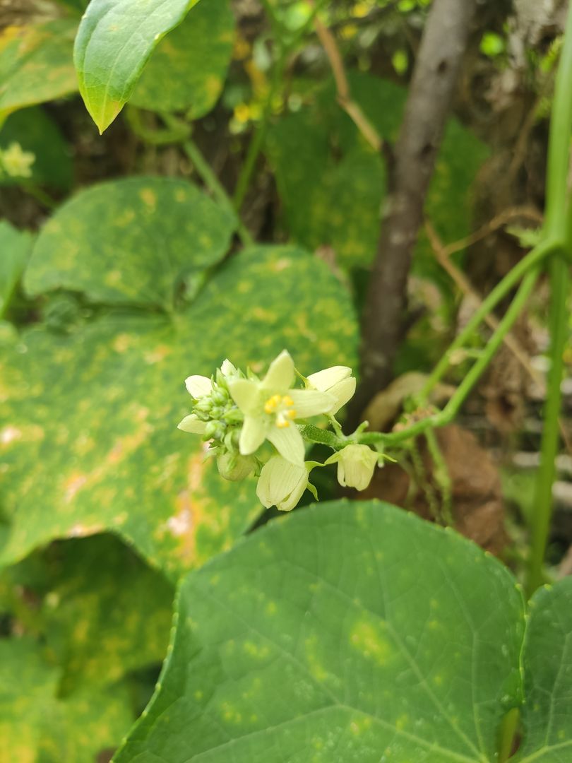 Guía Rápida de Cómo Plantar Chayote en 6 Pasos homify