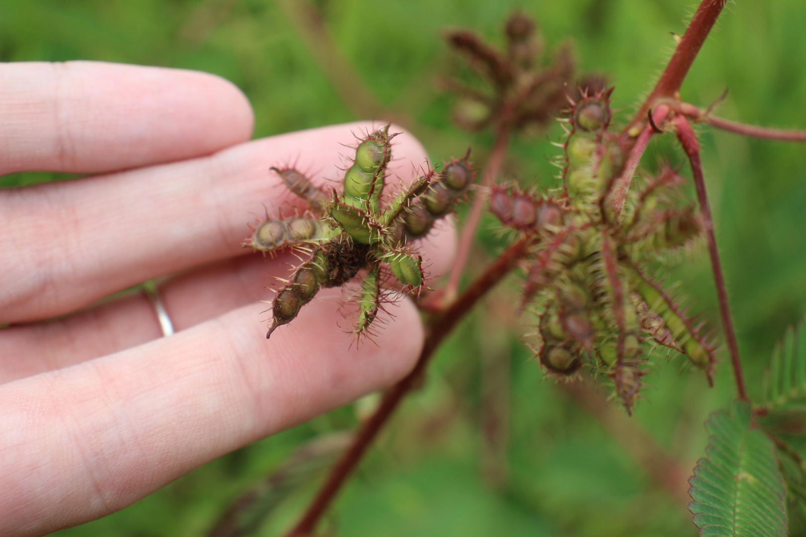 Cómo Sembrar una Mimosa Púdica Guía de Cuidados para Principiantes