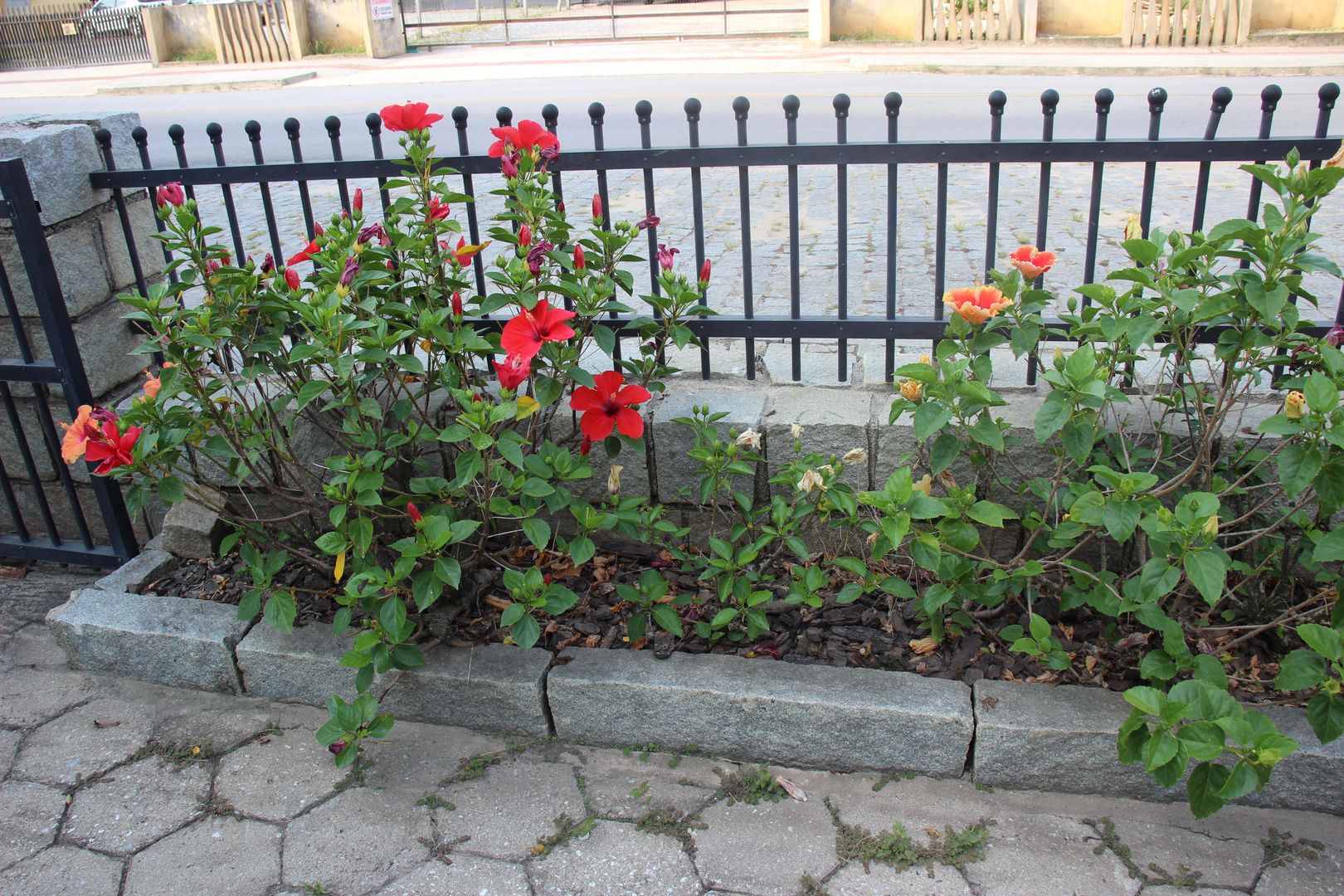 Learn How to Keep Animals Away from Flower Beds in 6 Steps homify