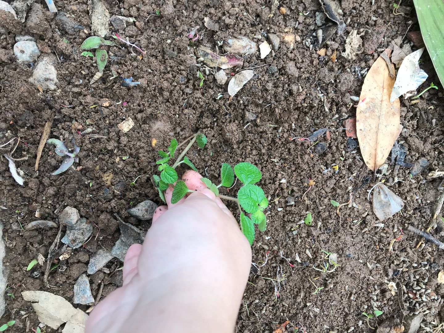 Planta Do Dinheiro Planta Dinheiro Em Penca Como Cuidar Em Passos