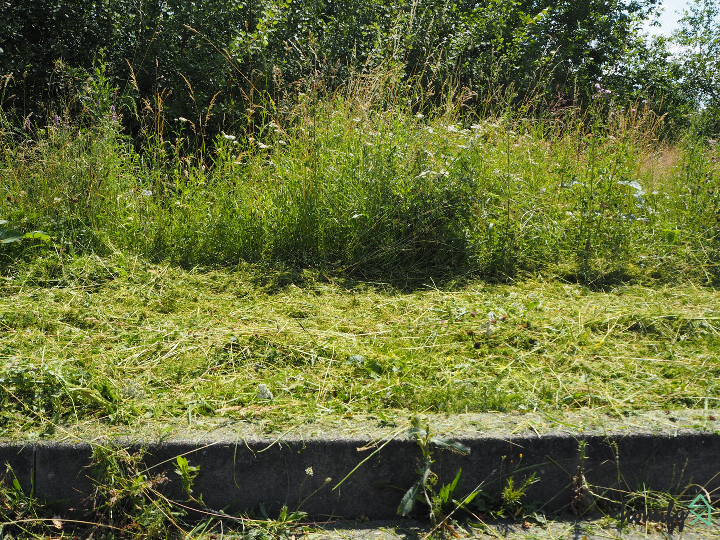 Rasentrimmer DIY So kürzt ihr hohes Gras und Unkraut mit der