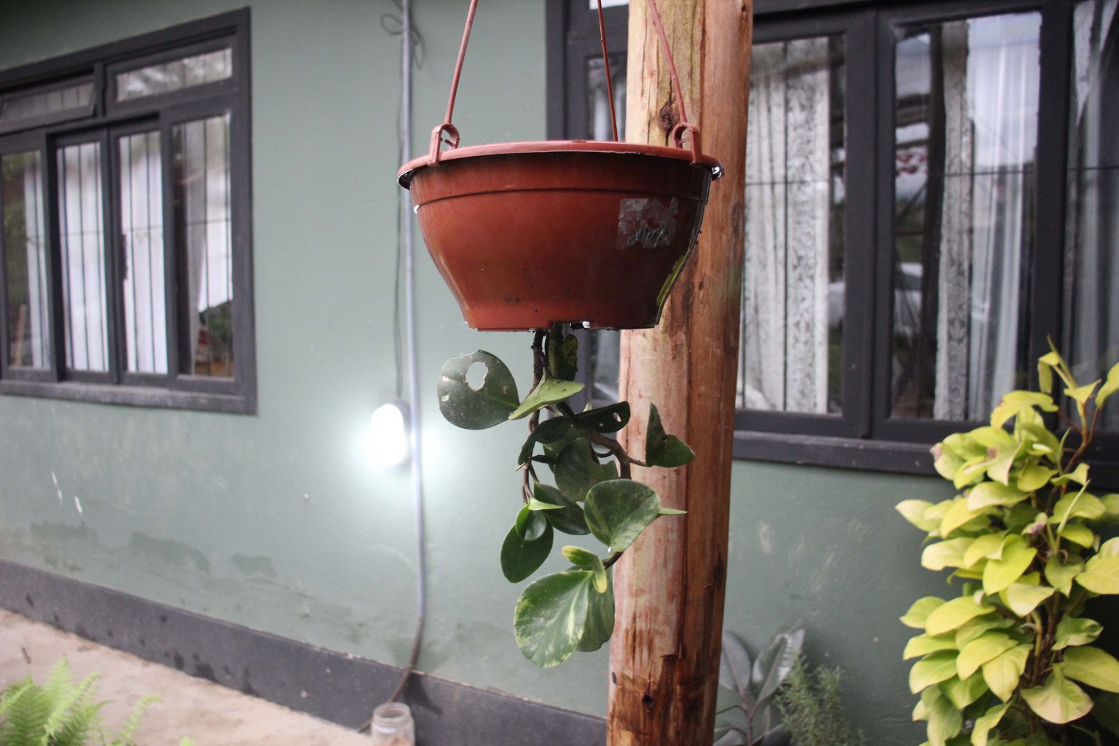 How To Grow Plants Upside Down in 6 Easy Steps DIY Gardening homify