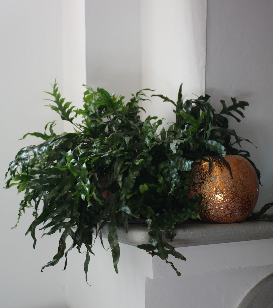 Piante succulente, Tiziano Codiferro - Master Gardener Tiziano Codiferro - Master Gardener Classic style dining room
