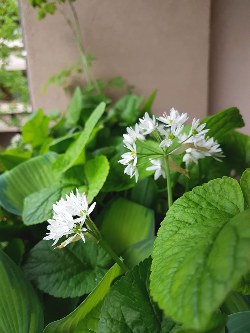 Balcone esposto a nord, greenffink greenffink Balcony