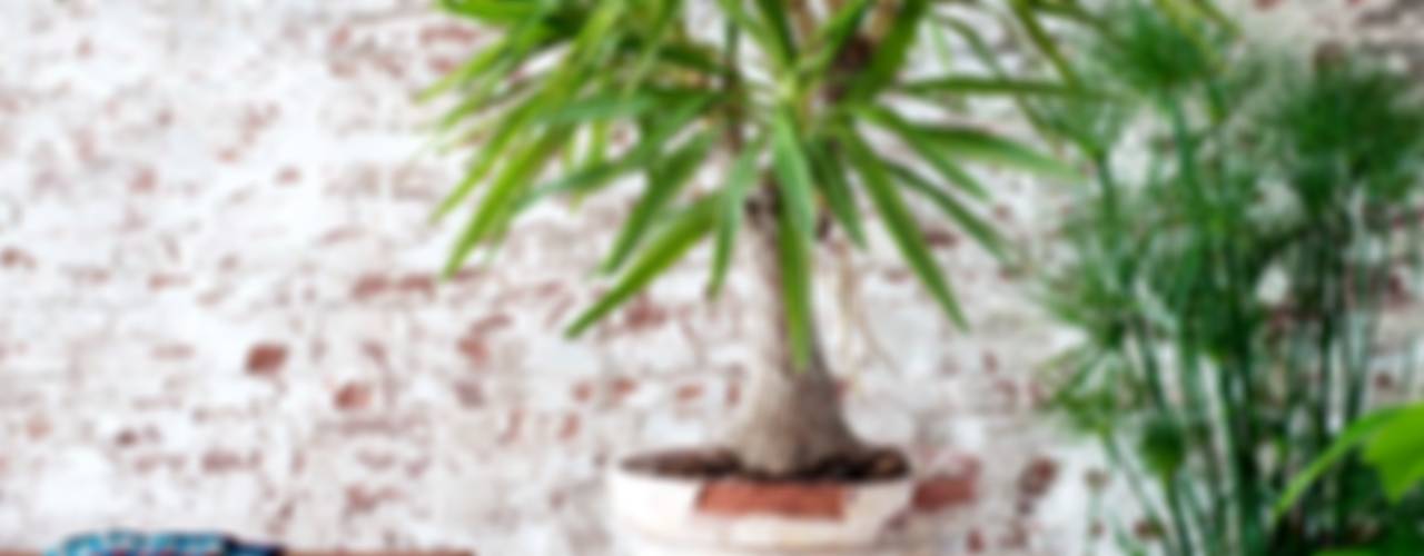 Die Yucca - Zimmerpflanze des Monats Januar, Pflanzenfreude.de Pflanzenfreude.de 인더스트리얼 거실