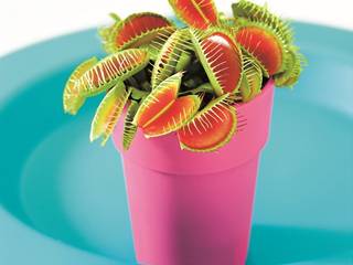 Venus Flytrap, Bakker.com Bakker.com Jardines modernos: Ideas, imágenes y decoración