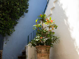 Plantas exóticas Mikkael Kreis Architects Jardines de estilo mediterráneo Plantas y flores