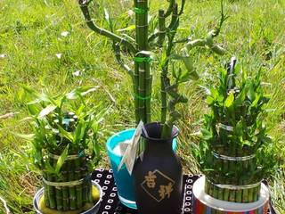 Lucky Bamboo - Feng Shui for the home! Perfect Plants Ltd Interior landscaping
