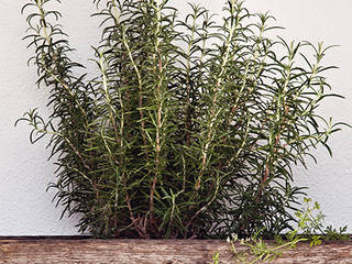 planter, edictum - UNIKAT MOBILIAR edictum - UNIKAT MOBILIAR 러스틱스타일 발코니, 베란다 & 테라스