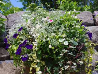 ハンギングバスケット, Green Style Forest Green Style Forest Vườn phong cách tối giản Plants & flowers