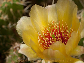 Opuntia fragilis homify Mediterraner Garten