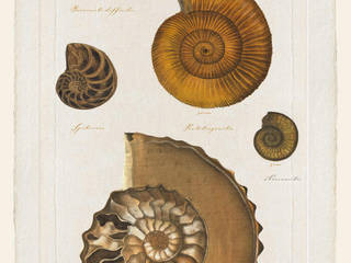 Ammonites, JEAN-JACQUES BEAUME JEAN-JACQUES BEAUME Autres espaces