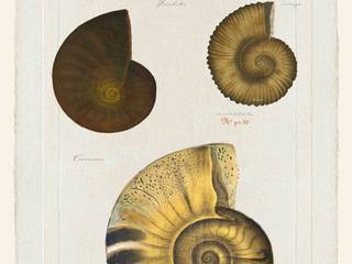 Ammonites, JEAN-JACQUES BEAUME JEAN-JACQUES BEAUME Autres espaces