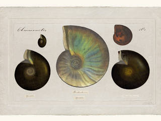 Ammonites, JEAN-JACQUES BEAUME JEAN-JACQUES BEAUME Autres espaces