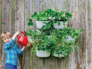 NEW Living Wall Planter, Woolly Pocket Woolly Pocket Fotos de Decoración y Diseño de Interiores