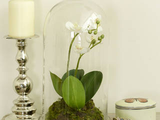 Orchid in glass, Adventino Adventino Salas de estar clássicas