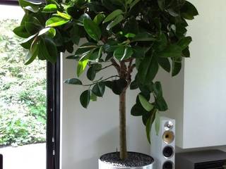 Houses and Terraces in Amsterdam, Boom in Huis / Baum im Haus / Trees in the Home Boom in Huis / Baum im Haus / Trees in the Home Jardim interior