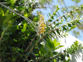 Calipso - Καλυψώ, Cecchetti Denarié Stefàno Cecchetti Denarié Stefàno Jardines mediterráneos