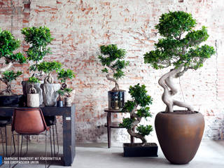 Der Ficus Ginseng – Zimmerpflanze des Monats Juli, Pflanzenfreude.de Pflanzenfreude.de Interior garden