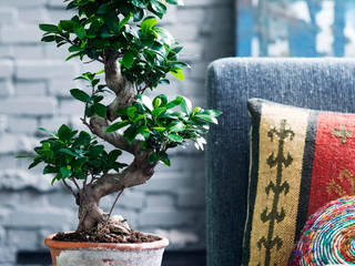 Der Ficus Ginseng – Zimmerpflanze des Monats Juli, Pflanzenfreude.de Pflanzenfreude.de Interior garden