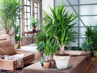 Die Yucca - Zimmerpflanze des Monats Januar, Pflanzenfreude.de Pflanzenfreude.de Living room Accessories & decoration