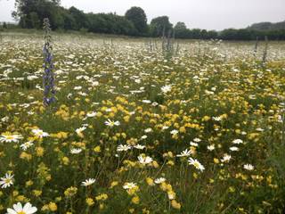 Wild-flower meadow, Roeder Landscape Design Ltd Roeder Landscape Design Ltd Jardin rural