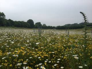 Wild-flower meadow, Roeder Landscape Design Ltd Roeder Landscape Design Ltd Jardin rural