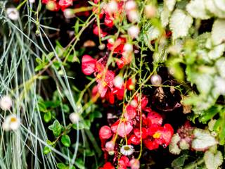 Jardín Vertical Sostenible/ vertical urban gardens , thesustainableproject thesustainableproject 庭院