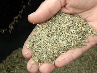 Çim Tohumları Üretimi, Ünal Peyzaj Ltd.Şti. Ünal Peyzaj Ltd.Şti. 庭院