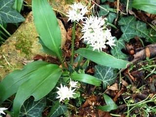 Frühling, Raum Art Raum Art Classic style garden Plants & flowers