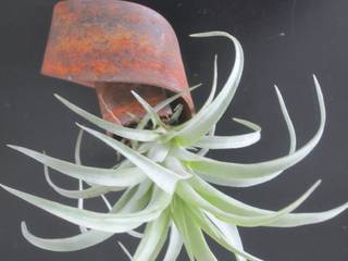 Dïst Airplants, luchtplanten, luftplanzen, Dïst Dutch Design Dïst Dutch Design حديقة داخلية