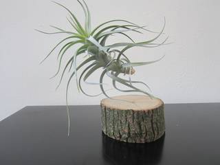 Dïst Airplants, luchtplanten, luftplanzen, Dïst Dutch Design Dïst Dutch Design Binnentuin