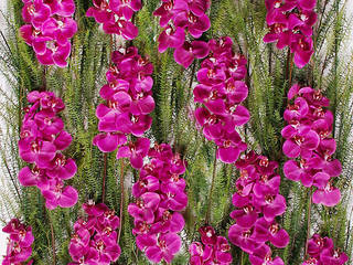 Vibrant Orchids Wall Materflora Lda. Casas de estilo moderno Accesorios y decoración