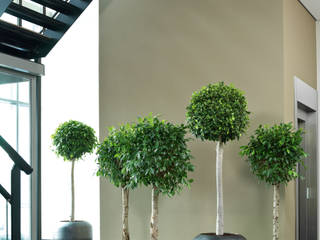 homify Interior garden Interior landscaping