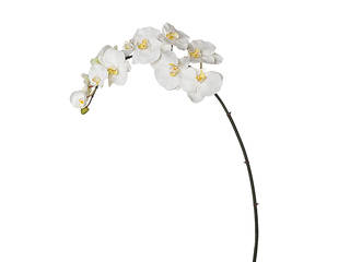 SIA HOME FASHION - FAUX ORCHID PHALAENOPSIS Silk Petal Nowoczesny salon Akcesoria i dekoracje