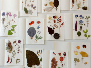 Herbarium Project, Azimut Azimut