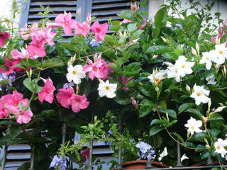 Fleurs en pots pour balcon et terrasse, My Little Jardin My Little Jardin Сад