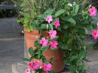 Fleurs en pots pour balcon et terrasse, My Little Jardin My Little Jardin Сад