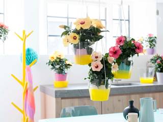 Der Hibiskus – Zimmerpflanze des Monats Mai, Pflanzenfreude.de Pflanzenfreude.de Tropical style dining room