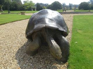 Galapagos Tortoise, Gill Parker sculpture Gill Parker sculpture Other spaces