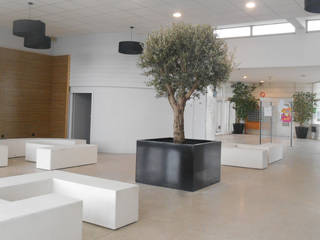 Le bac à arbre " Indoor " - Image'In, ATELIER SO GREEN ATELIER SO GREEN بيت زجاجي