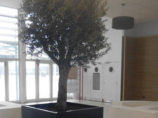 Le bac à arbre " Indoor " - Image'In, ATELIER SO GREEN ATELIER SO GREEN Oficinas de estilo mediterráneo