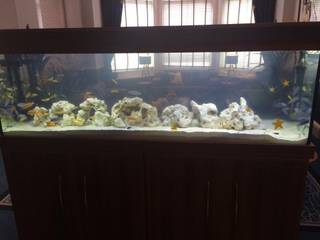 Team Europe Ryder Cup Aquarium, Gleneagles Hotel, DC Aquariums DC Aquariums พื้นที่เชิงพาณิชย์