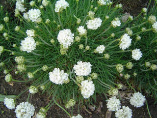 Armeria, ESLEM GARDEN ESLEM GARDEN สวน