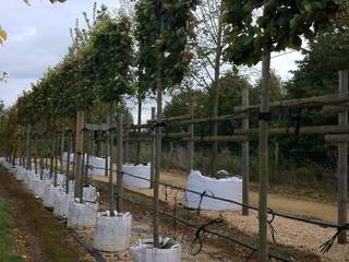 Raised screening, Barcham Trees Plc Barcham Trees Plc Сад в стиле кантри