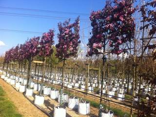 Malus Rudolph Barcham Trees Plc Jardins campestres