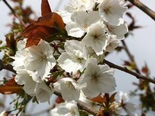 Prunus Tai Haku Barcham Trees Plc Jardines de estilo rural