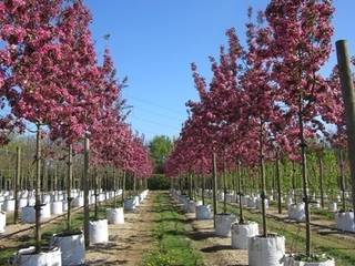 Ornamental Crab Apples, Barcham Trees Plc Barcham Trees Plc حديقة